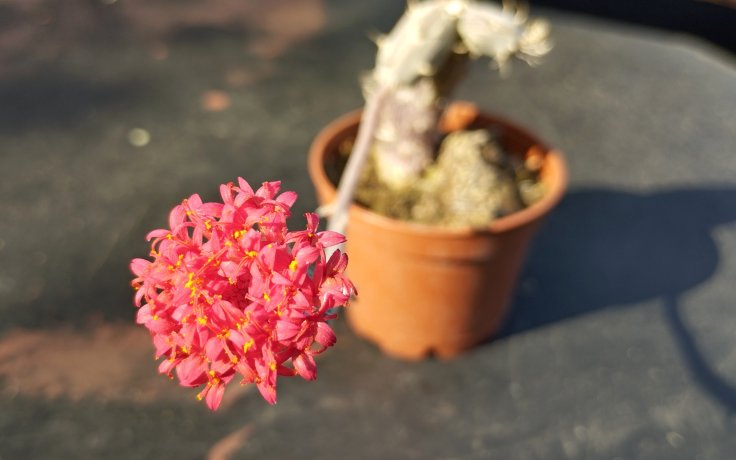 Senecio pendulus květ