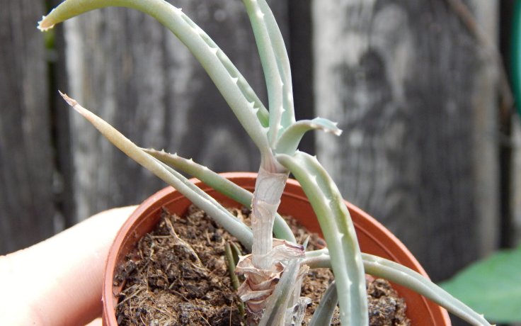 Aloe millotii