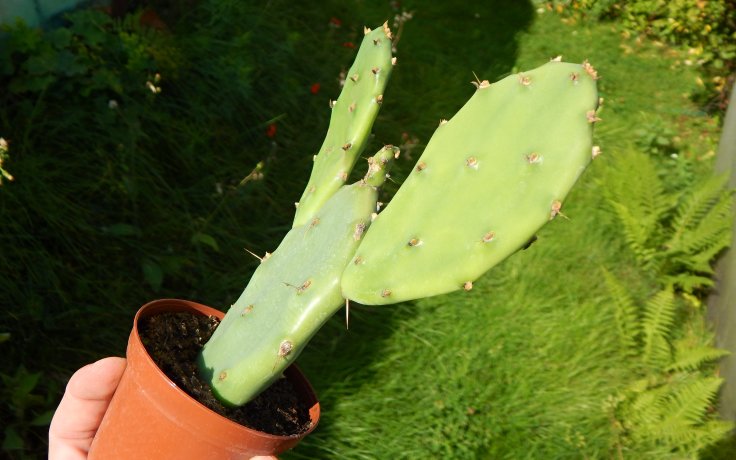 Opuntia orbiculata kaktus bez trnů