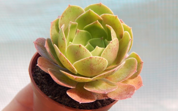 Aeonium Halloween malé pokojovky