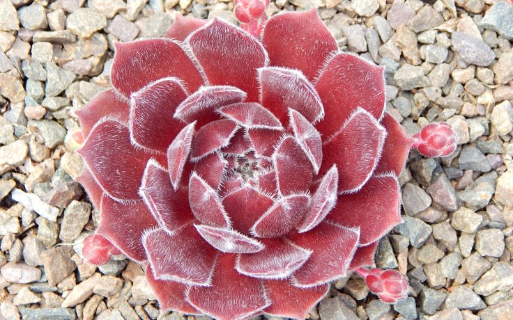 Sempervivum Queen Amealia - hens and chick