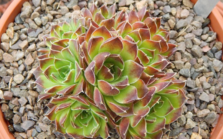 Jovibarba heuffelii Lanthe - Hens and chicks