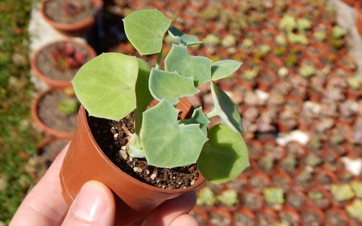 Senecio tropaeolifolius sukulent starček