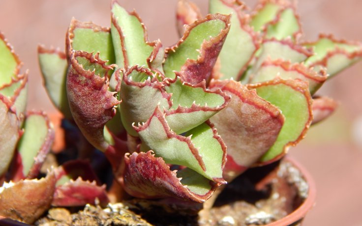 Kungia aliciae var. komarovii - sukulenty na prodej