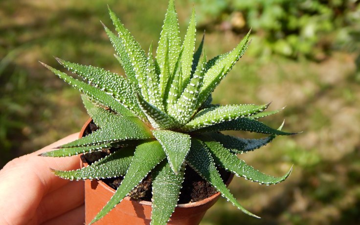 Haworthia attenuata var. radula - hardy succulent