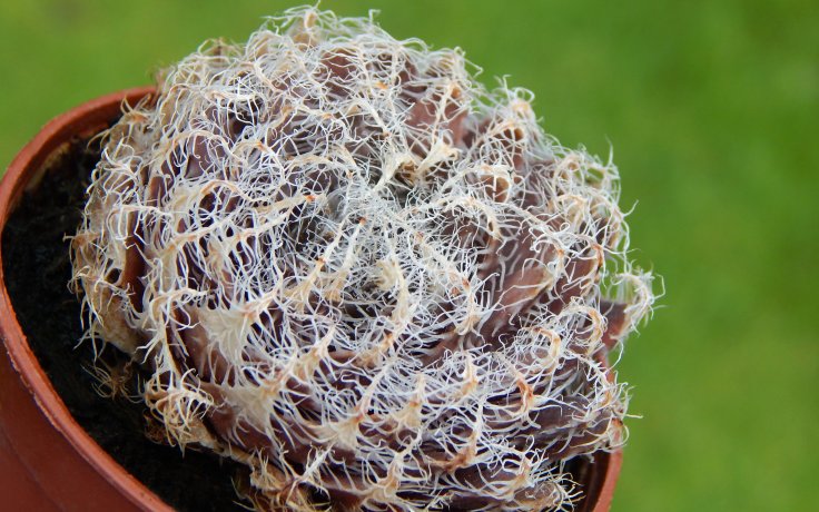 Haworthia arachnoidea var. setata