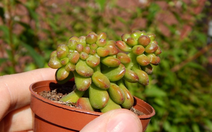Sedum lucidum Obesum cristata