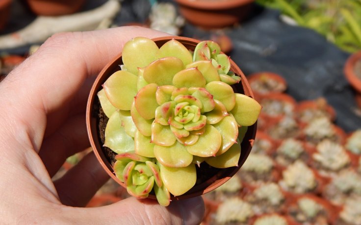 Echeveria Fun Queen sukulenty