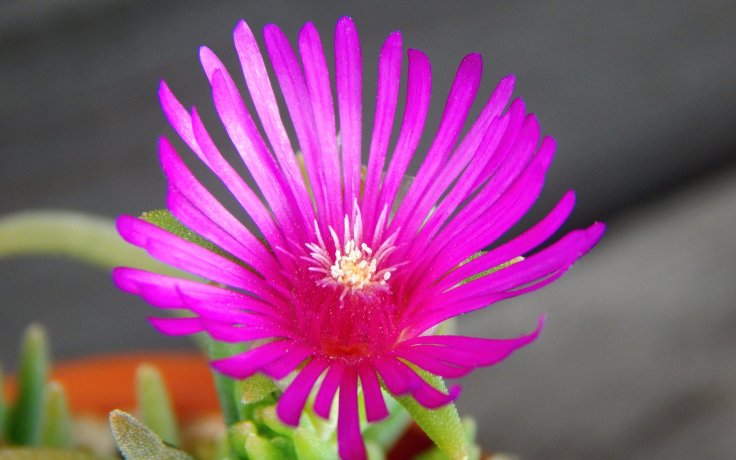 Delosperma Kraftwerk