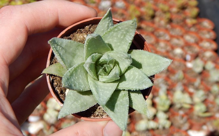 Gasteraloe Grey Ghost kříženec