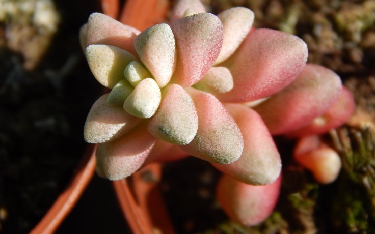 Crassula deltoidea variegata tlustice