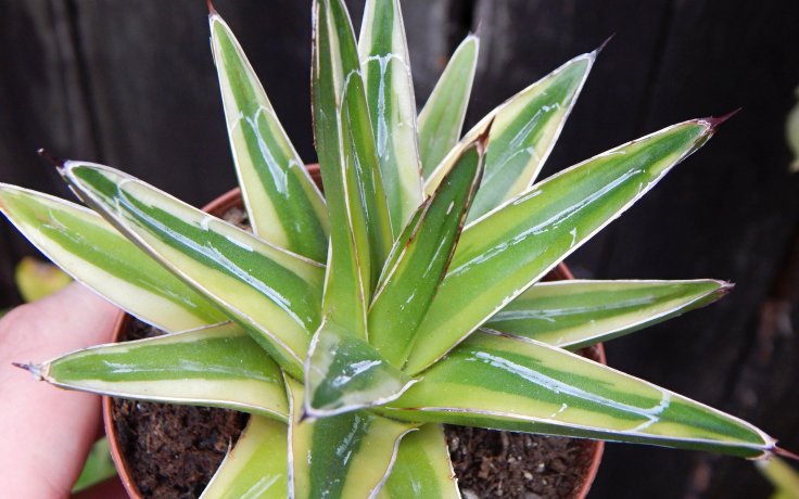 Agave victoriae-reginae Golden Princess