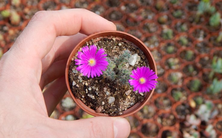 Trichodiadema densum Jižní Afrika rostlina