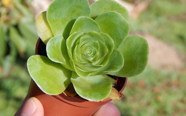 Greenovia dodrantalis - sukulenty samek