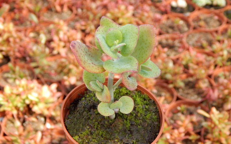 Crassula cordata - sukulenty a kaktusy