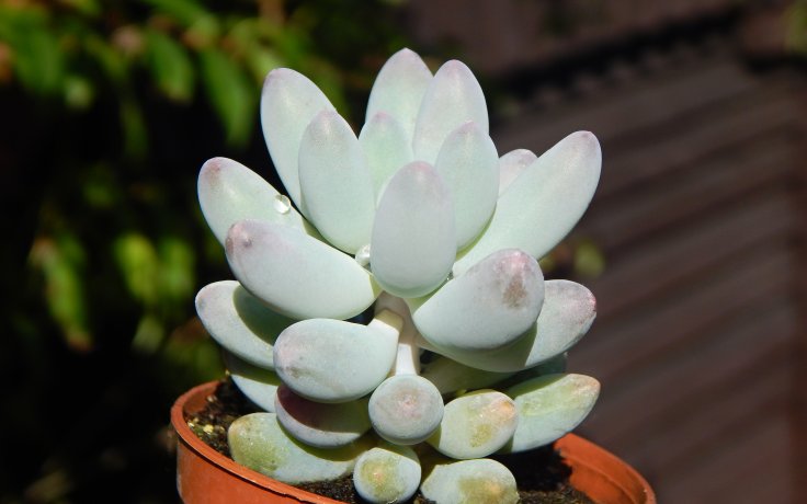 Pachyphytum machucae Baby Finger