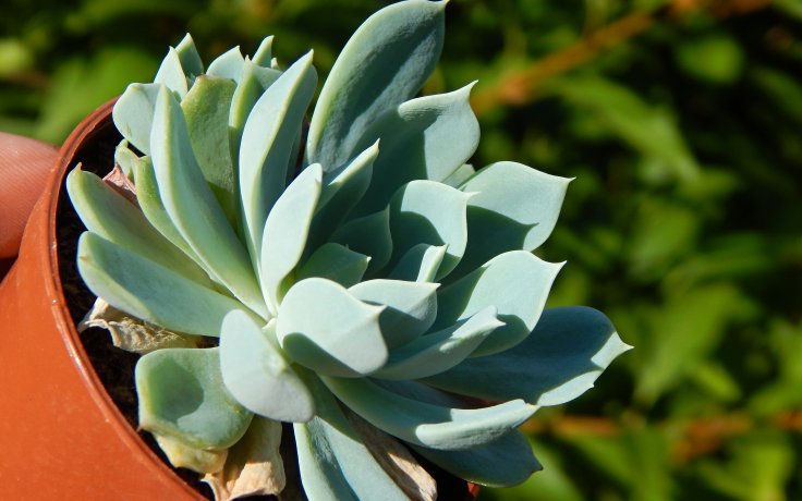 Echeveria La Reforma