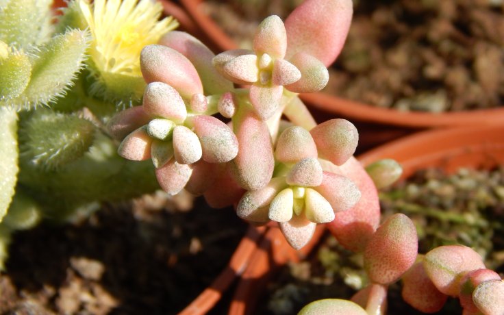 Crassula deltoidea variegata sukulenty