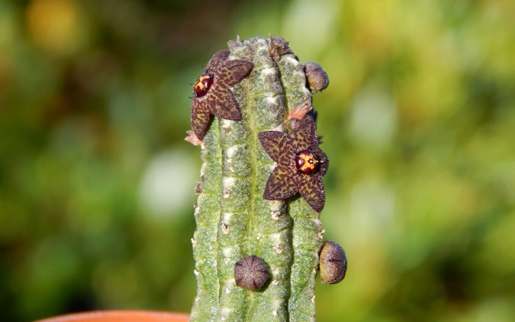 Echidnopsis cereiformis var. brunnea - květy
