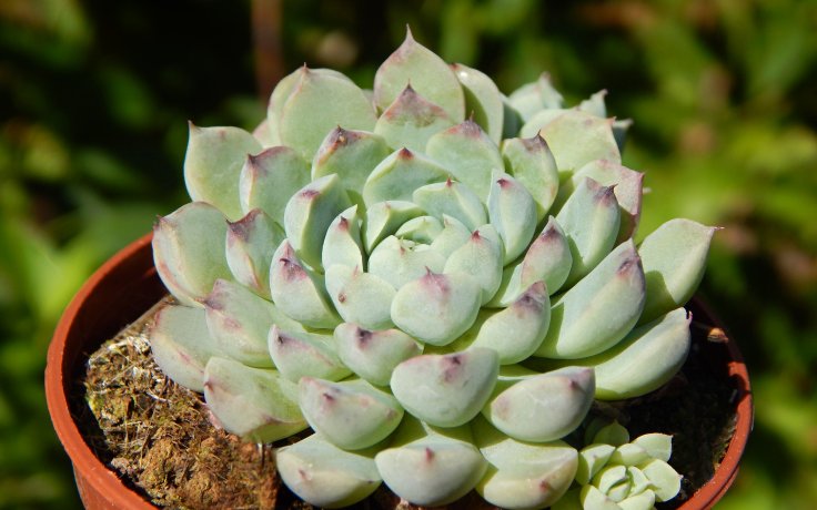 Echeveria Meetup succulent for sell