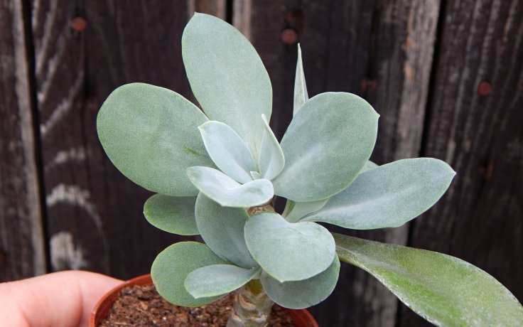 Senecio galpinii - sukulent