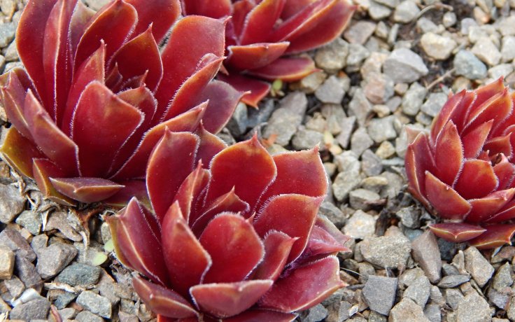 Sempervivum Plameny - hens and chick