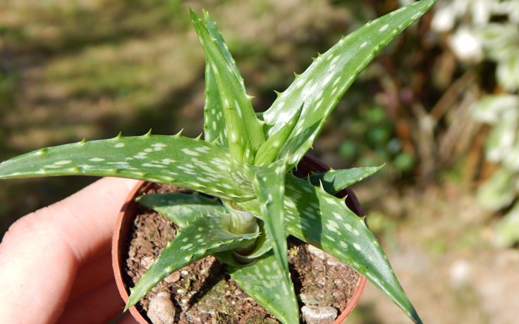 Aloe morijensis