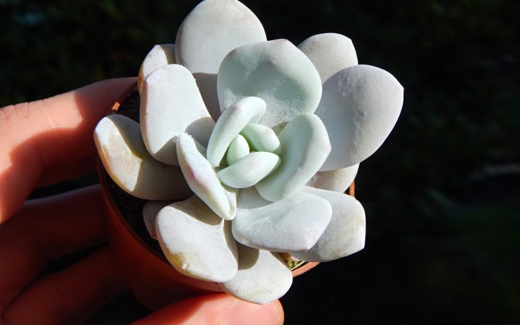 Echeveria laui - pokojový sukulent