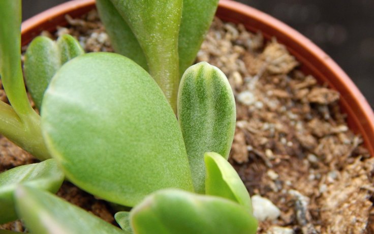 Senecio jacobsenii variegata - panašovaný starček