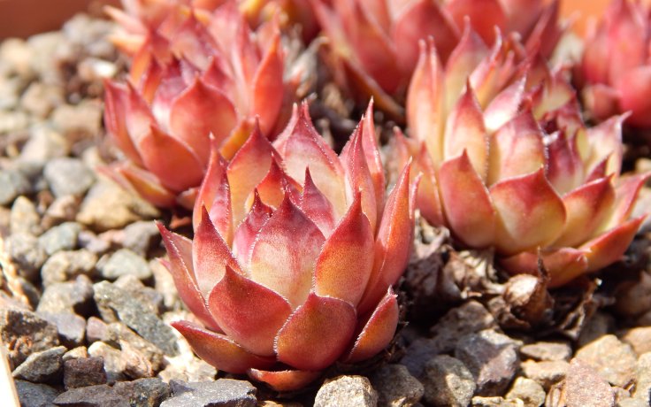 Sempervivum Smog - czech houseleek