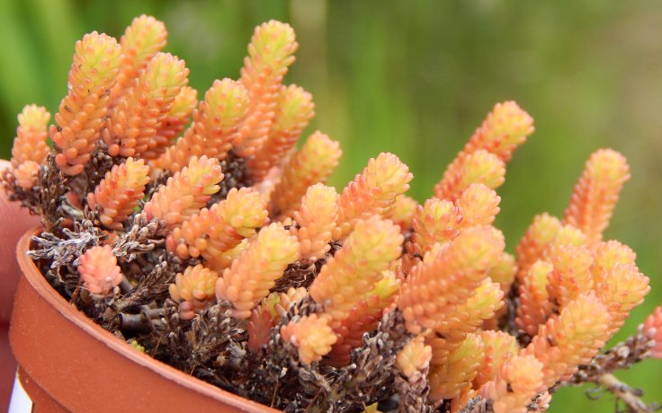 Sedum acre - mrazuvzdorný sukulent