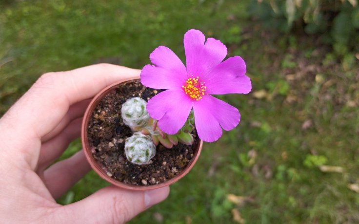Portulaca werdermannii kvetoucí sukulent