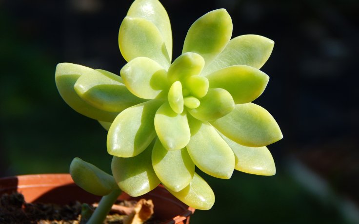 Sedum Alice Evans variegata - panašovaný rozchodník