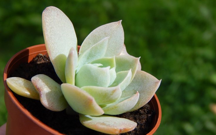 Echeveria Blue Mist - dužnatka