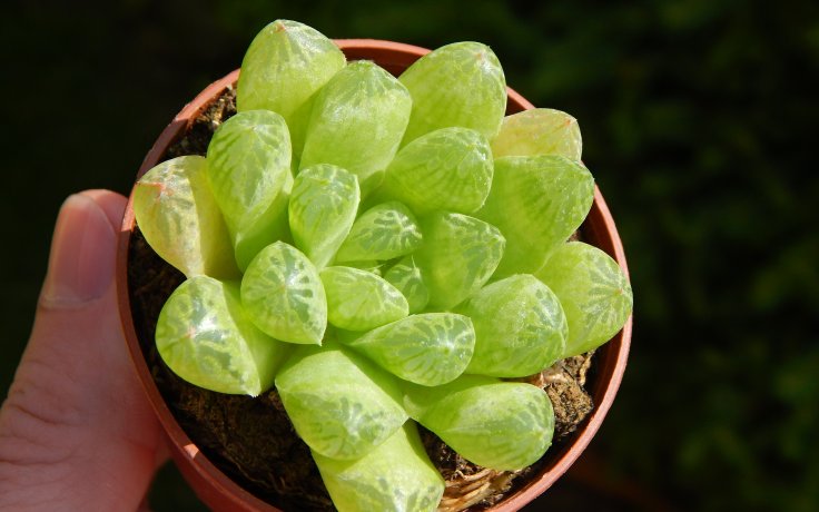 Haworthia cymbiformis var. longifolia - sukulent do polostínu