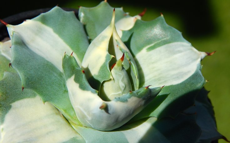 Agave potatorum Ouhi-Raijin variegata (Zajímavý a originální sukulent))