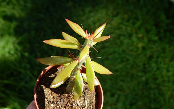 Pereskiopsis spathulata kaktusy a sukulenty