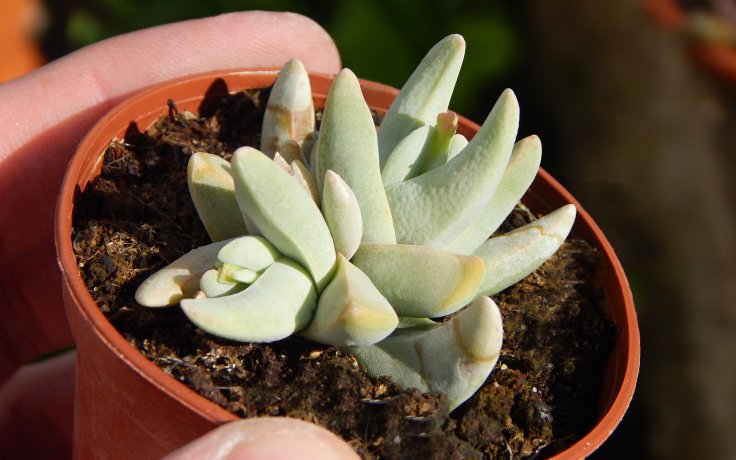 Crassula cornuta tlustice