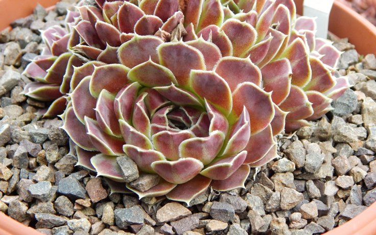 Jovibarba heuffelii Walpole for sell