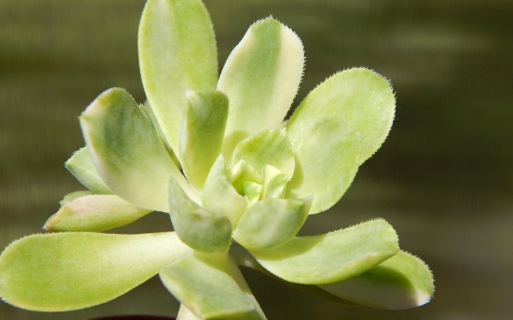 Aeonium castello-paivae Harry Mak