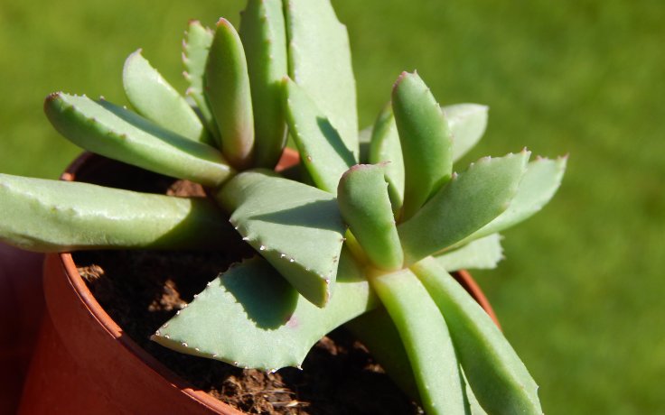 Carruanthus peersii - sukulent a kaktusy