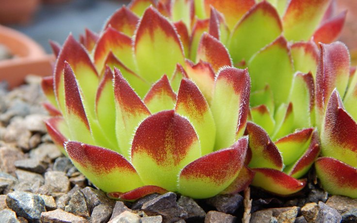 Jovibarba heuffelii Henry Correvon - succulents