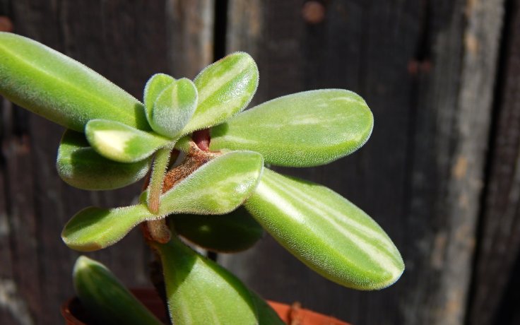 Crassula rogersii variegata