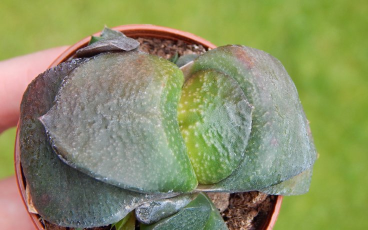 Gasteria nitida var. armstrongii Dwarf