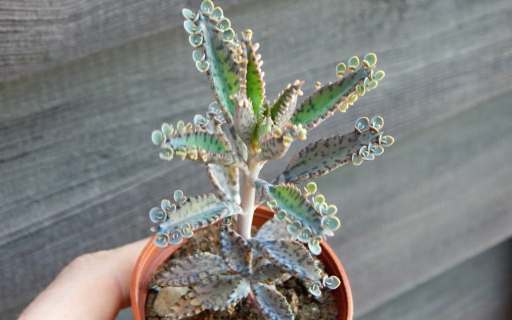 Kalanchoe houghtonii Mottled