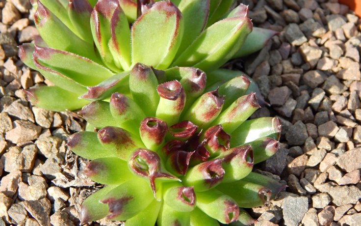 Sempervivum Oddity