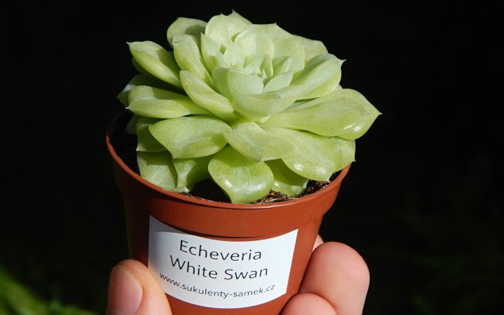 Echeveria White Swan