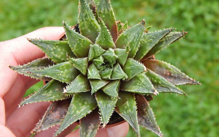 Haworthia herbacea - nenáročný sukulent