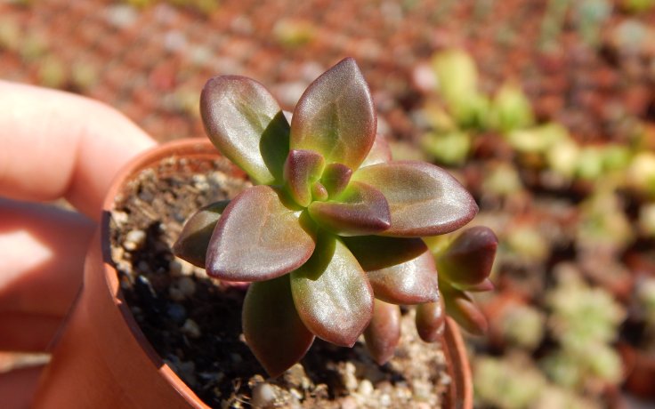 Echeveria compressicaulis hnědý sukulent