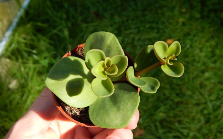 Peperomia tetraphylla Hope zelený list